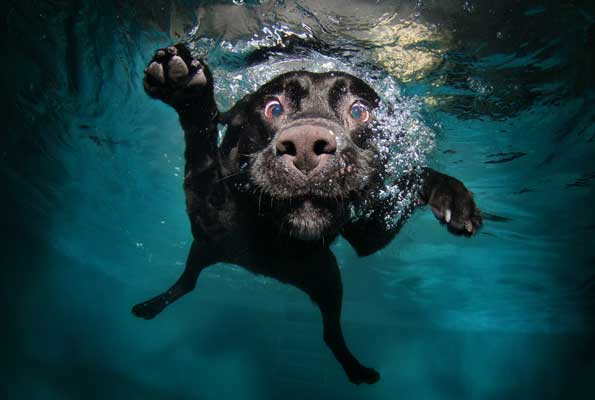 Funny Underwater Dogs