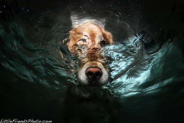 Funny Underwater Dogs