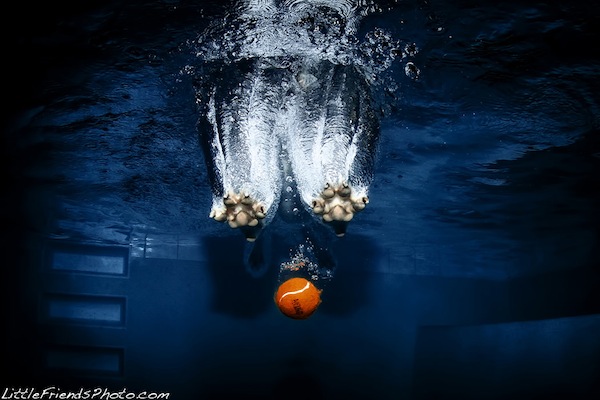 Funny Underwater Dogs